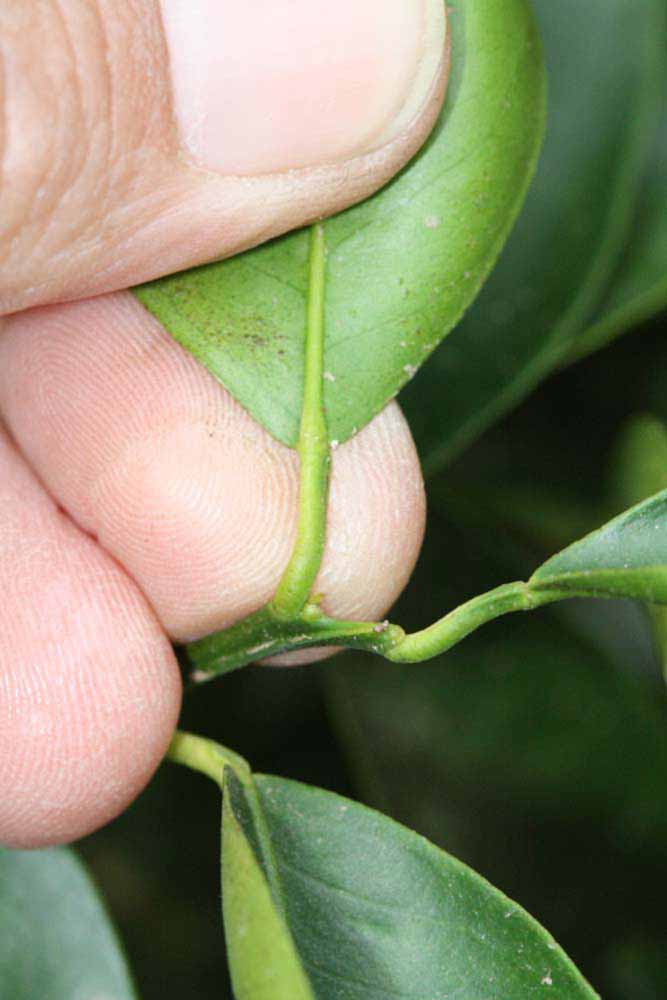              Petiole (Riverside, CA)       